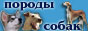Каталог пород собак
psina-on.narod.ru
