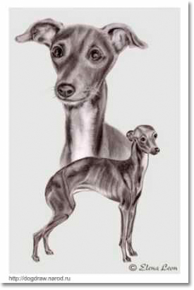 открытка  из серии Породы собак "Левретки"